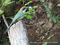 MAGB 0340 Momotus mexicanus.JPG