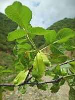 IRR 0001 Amphipterygium adstringens.jpg