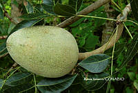 ME010 KV 00383 Swietenia humilis Zucc., 1836_.JPG