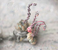 SL0623 Echeveria amoena.jpg