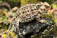 BG01 Phrynosoma orbiculare.jpg