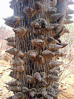 IRR 0195 Ceiba aesculifolia.jpg