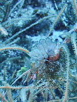NE018 1052 Clavelina.jpg