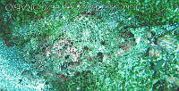 JCCC0147 Scorpaena plumieri.jpg