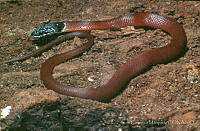 LCM0152 Coniophanes lateritius.jpg