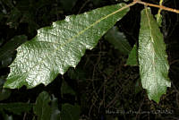 MDLLPG0116 Quercus castanea.jpg