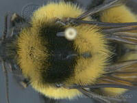 JAMR137 Bombus wilmattae.jpg