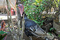 IMDOC3892 Meleagris gallopavo.jpg