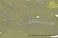 AAKVDH 0143 Oreochromis mossambicus.JPG