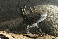 MASM08002 Ambystoma mexicanum.jpg