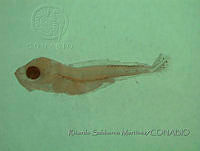 RJSM0143 Tetragonurus cuvieri.JPG