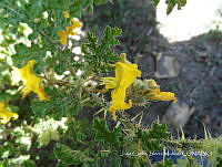 JF140 0321 Solanum rostratum.jpg