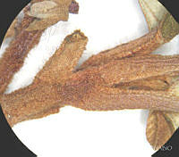 SL3433 Clethra hartwegii.jpg