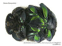 ZJJG0659 Phanaeus demon.jpg