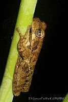EGP0096 Smilisca baudinii.jpg