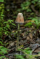 ZAPF 0670 Coprinus  atramentarius.jpg