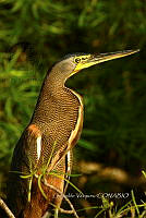 HJ6- 0513- Tigrisoma mexicanum.jpg