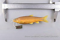 RQTG0604 Algansea tincella.jpg
