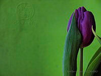 KBE01 Tulipa sp..jpg