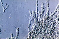 KT018 0147 Hyella kalligrammos.jpg