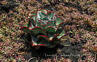 LCF0347 Echeveria sp..jpg