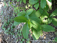 MEGA 0162 Stemmadenia tomentosa.JPG
