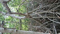 UM002 S0033 Avicennia germinans.jpg