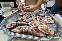 CNS1097 Megapitaria aurantiaca.jpg