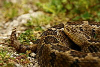 VHJA06 Crotalus ravus.jpg