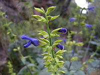 FCM294 Salvia mexicana.jpg