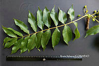 ME010 KV 01529 Cyrtocarpa kruseana R.M. Fonseca, 2005_.JPG