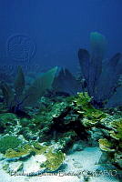 HBB0054 Gorgonia ventalina.jpg