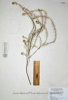 JMFM009  Lepidium lasiocarpum.JPG