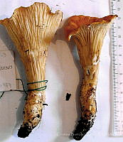 CBA0067 Gomphus floccosus.JPG