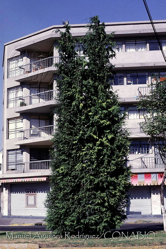 MAR0056%20Chamaecyparis%20lawsoniana.jpg.nye9zOz1MV0LTYthQA3g0JtbmFja29CbnFuZ3NAbXJ6LGtwZwA.FcM2era8v2