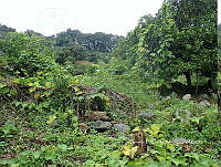 RG055 0101 Sechium edule.JPG