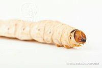 IMDOC3445 Aegiale hesperiaris.jpg