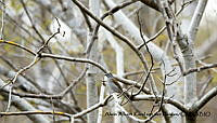 AAKVDH 0438 Myadestes occidentalis.JPG