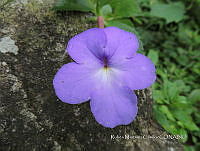 JF092 1262 Achimenes longiflora.jpg