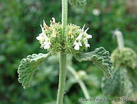 OTV4448 Marrubium vulgare.jpg