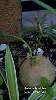 ZG012 0013 Pachyrhizus erosus.jpg