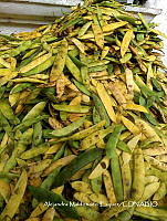 ZG015 0001 Phaseolus vulgaris.jpg