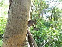 ADJ0011 Bolboneura sylphis ssp. beatrix.jpg