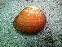 ISA093 Megapitaria aurantiaca.jpg
