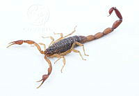 MASM07544 Centruroides noxius.jpg