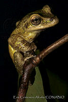 ECA0117 Charadrahyla taeniopus.jpg