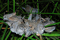 VHL0211 Callipepla californica.jpg