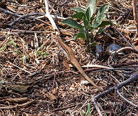 CGL5253 Aspidoscelis exsanguis.jpg