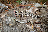 EGP0073 Phrynosoma orbiculare.jpg