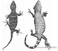 SSS0009 Xenosaurus tzacualtipantecus.JPG